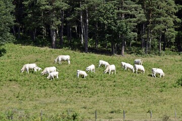 flock of charolais cows in pasture