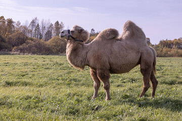 two-humped camel grazing in a meadow