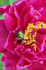 
A shiny green beetle sits in a bright pink peony flower in a summer garden