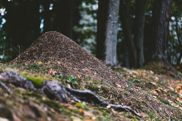 brown anthill in forest made of leaves and pin needles