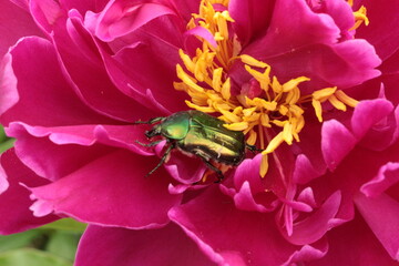 
A shiny green beetle sits in a bright pink peony flower in a summer garden