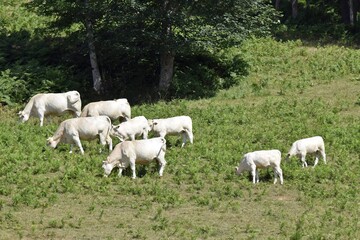 Fototapeta na wymiar flock of charolais cows in pasture
