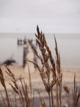 Gras mit Steg in die Nordsee 