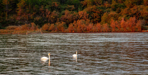 swans on the lake