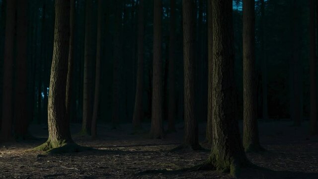 Light painting pine trees in forest at night