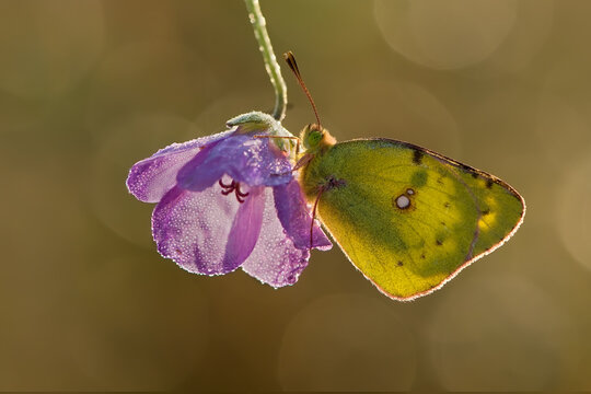 a yellow butterfly Colias hyale   on a  flower in the early morning on a glade awaiting dawn