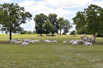 Obraz premium flock of charolais cows in pasture