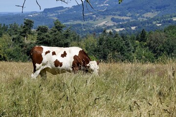 Fototapeta na wymiar portrait of montbeliard cow in pasture