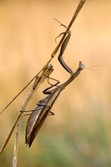 Insect Mantis religiosa in dew on a blade of grass on a summer morning