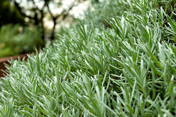 Young leaves of lavandin (Lavandula x intermedia) in Japan