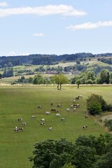 Fototapeta na wymiar landscape with flock of montbeliarde cows
