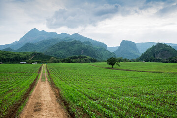 Beautiful landscape Tobacco field plantation