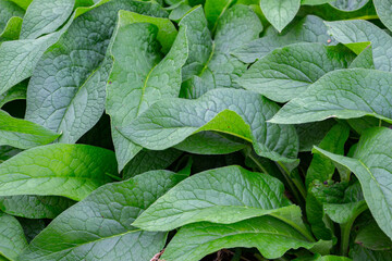 Lush green leaves of common comfrey for natural background, also called Symphytum officinale or Beinwell - obrazy, fototapety, plakaty