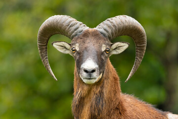 European mouflon (Ovis aries musimon) standing in the grass in the forest. Beautiful brown furry mouflon with horns in its environment with soft background. Wildlife scene from nature. Czech Republic