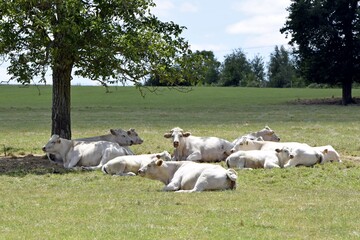 Obraz premium flock of charolais cow in pasture