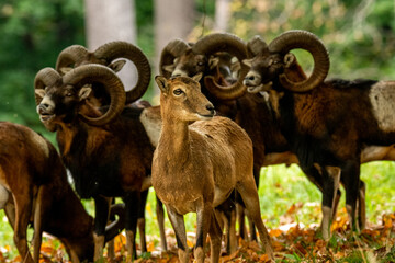 European mouflon (Ovis aries musimon) standing in the grass in the forest. Beautiful brown furry mouflon with horns in its environment with soft background. Wildlife scene from nature. Czech Republic