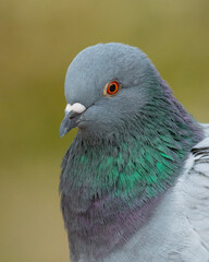 Domestic pigeon (Columba livia domestica) in the forest. Beautiful grey pigeon. Detailed portrait with soft green background. Wildlife scene from nature. Czech Republic
