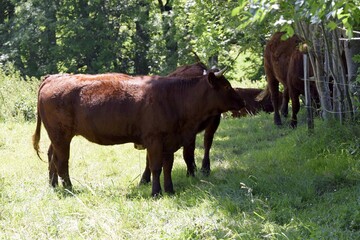 Fototapeta premium flock of salers cows in pasture