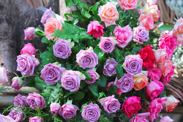 Purple and pink roses bouquet with water drops and green fern leaf on background