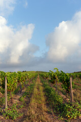 Fototapeta na wymiar Aleria vineyard in estern plain of Corsica island