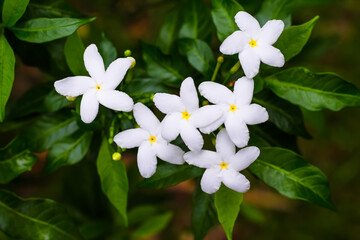 Jasmine flower or white erdenia crape with green leaves top view natural background