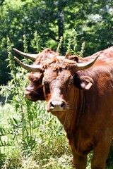 portrait of salers cow in pasture