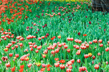 Colorful tulip flower botanic garden