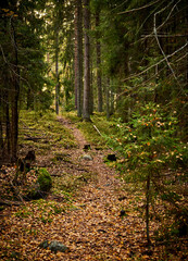 Beautiful paths in the forest