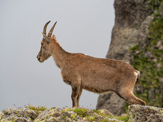 Ibex on a rock in the italian alps