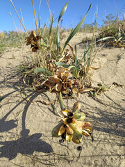 Sea ​​lily seeds on the beach in a sunny light cloudy autumn day