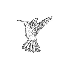 Humming bird animal engraving vector illustration. Scratch board style imitation. Hand drawn image.
