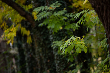 Fototapeta premium leaves in the forest
