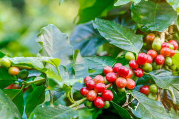 Fototapeta premium Group of arabica coffee berries getting ripe on coffee tree branch