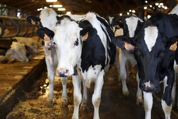 holstein cows in stall