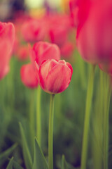 Fresh red tulips background. Spring flower.