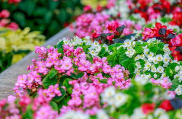 Depth of field of colorful semperflorens begonia flower blossom in flower garden