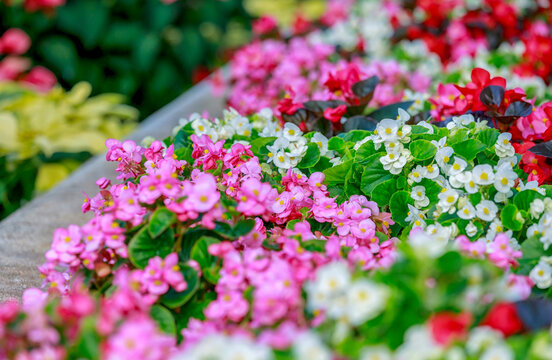Depth of field of colorful semperflorens begonia flower blossom in flower garden