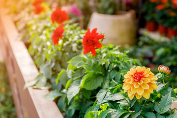 Close up of yellow dahlia flower blossom on flower garden