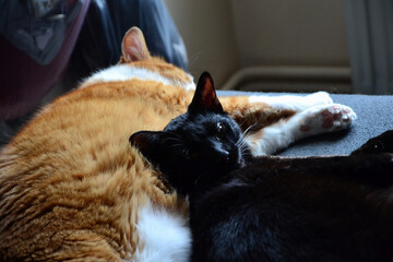Portrait of two cats sleeping together on a bed. One is an old ginger cat, the other a young black cat.