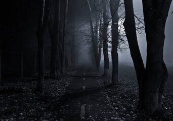 The foggy asphalt road between trees in the night