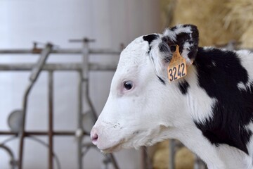 Fototapeta premium portrait of holstein veal in stall