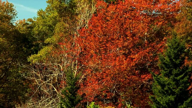 Bright red fall leaves gently blowing in the breeze