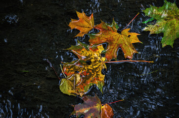 MAPLE LEAVES FLOW DOWN THE RIVER -  A colorful and nostalgic autumn landscape
