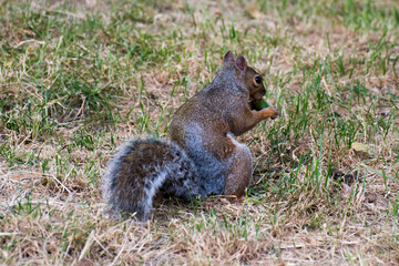 Squirrel in a park in Turin