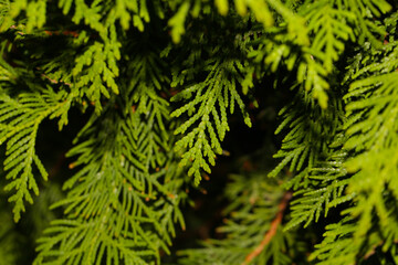 Closeup of green leaves of Thuja trees. Thuja occidentalis is an evergreen coniferous tree. Platycladus orientalis also known as Chinese thuja