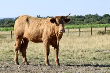 portrait of limousin cow in pasture
