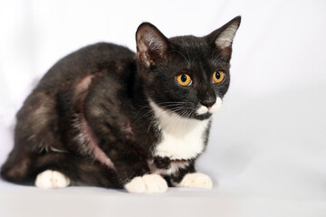 gray white cat sit look on white background