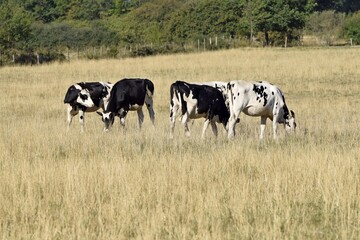 holstein cows in pasture