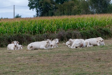 charolaise cows in pasture