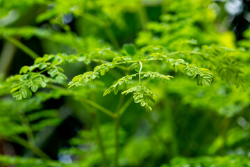 close up of  moringa Oleifera
